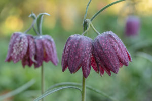 Chess Flower, Fritillaria meleagris, (Fritillaria meleagris) Chess Flower, Fritillaria meleagris, (Fritillaria meleagris)